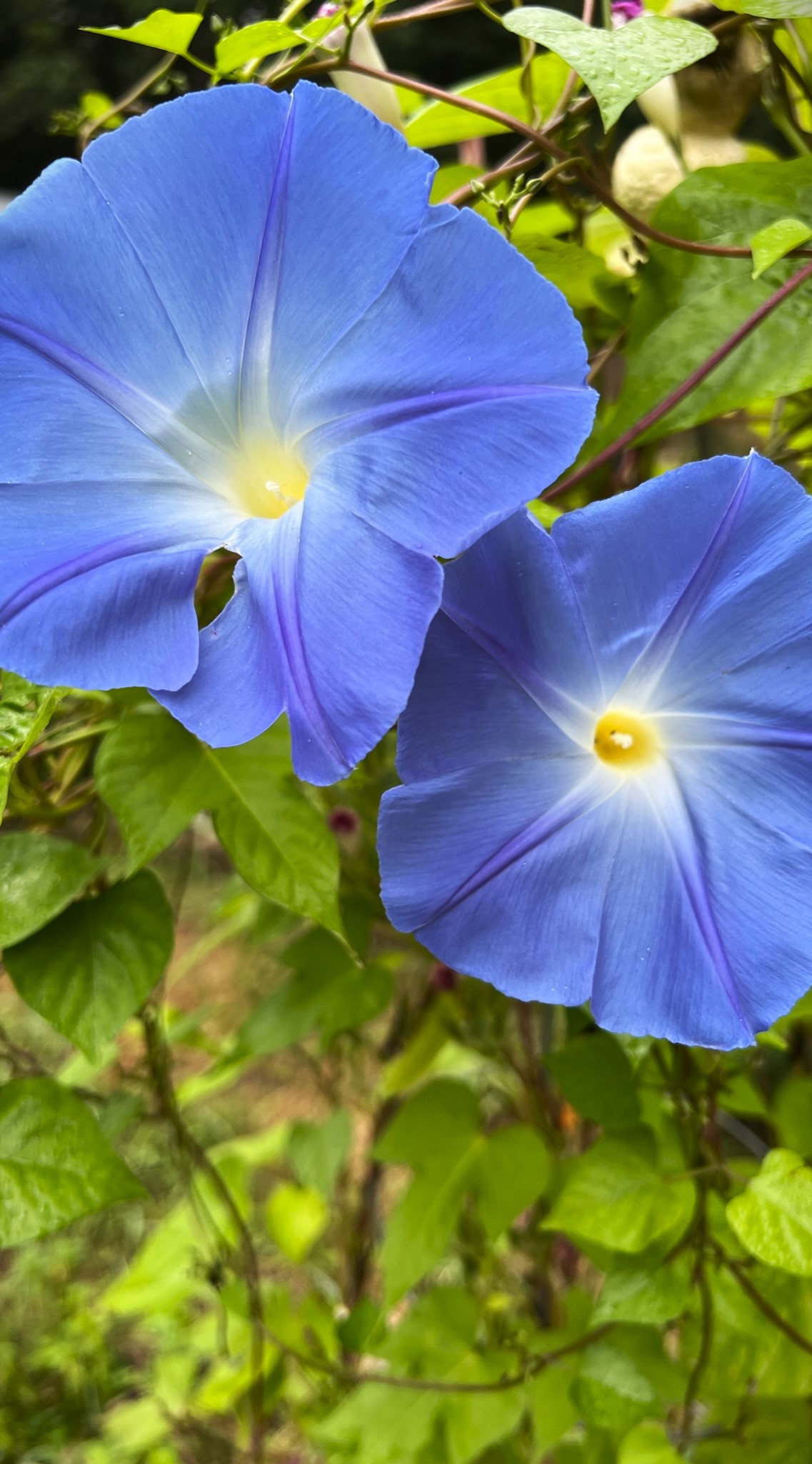 花园｜花朵｜植物