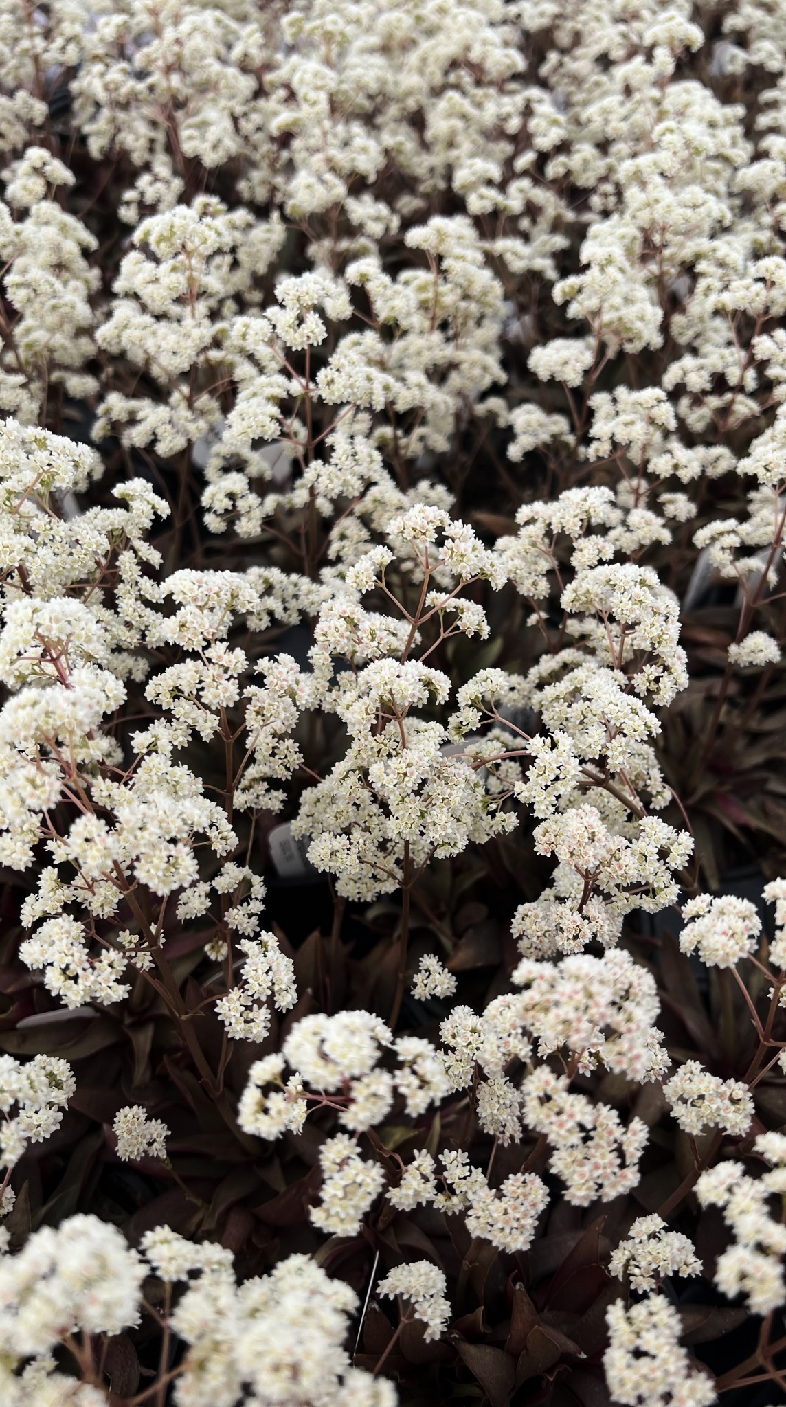 肉质的｜花盆｜花朵
