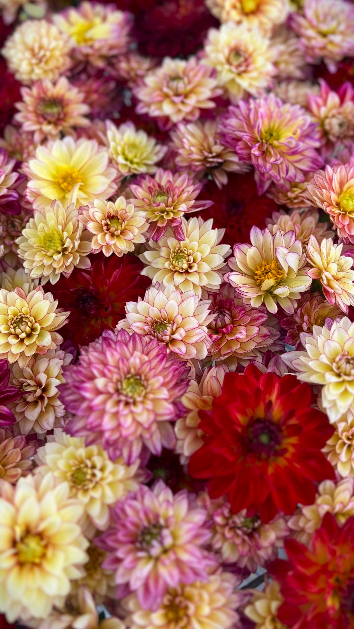 花瓣｜花朵｜纵向显示