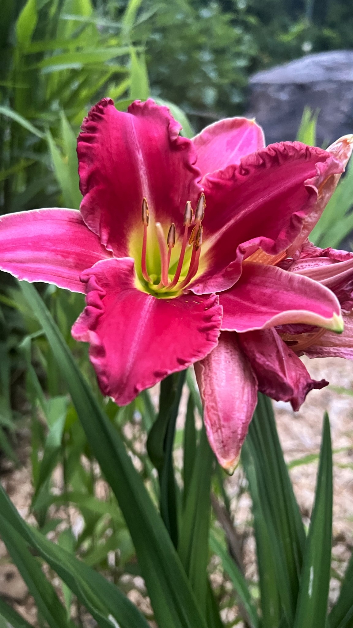 植物｜花瓣｜花朵