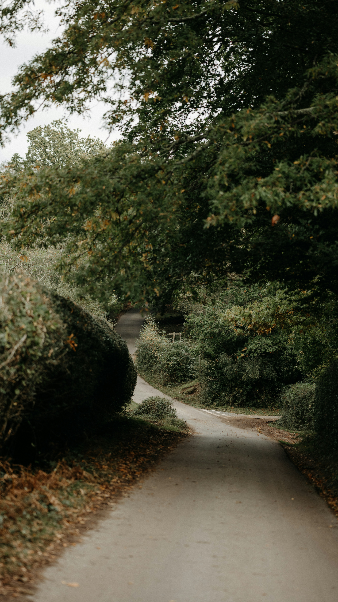 路｜户外｜森林