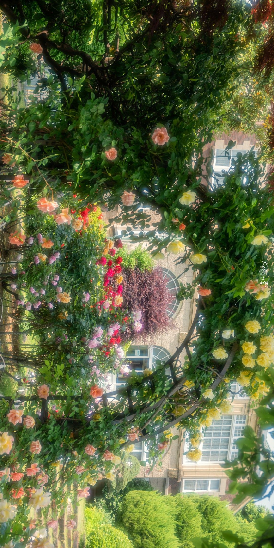 下午｜风景｜花园