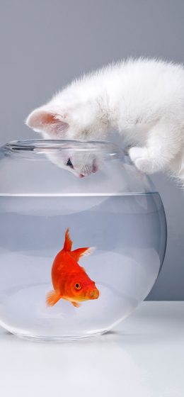 动物｜猫科动物｜鱼缸