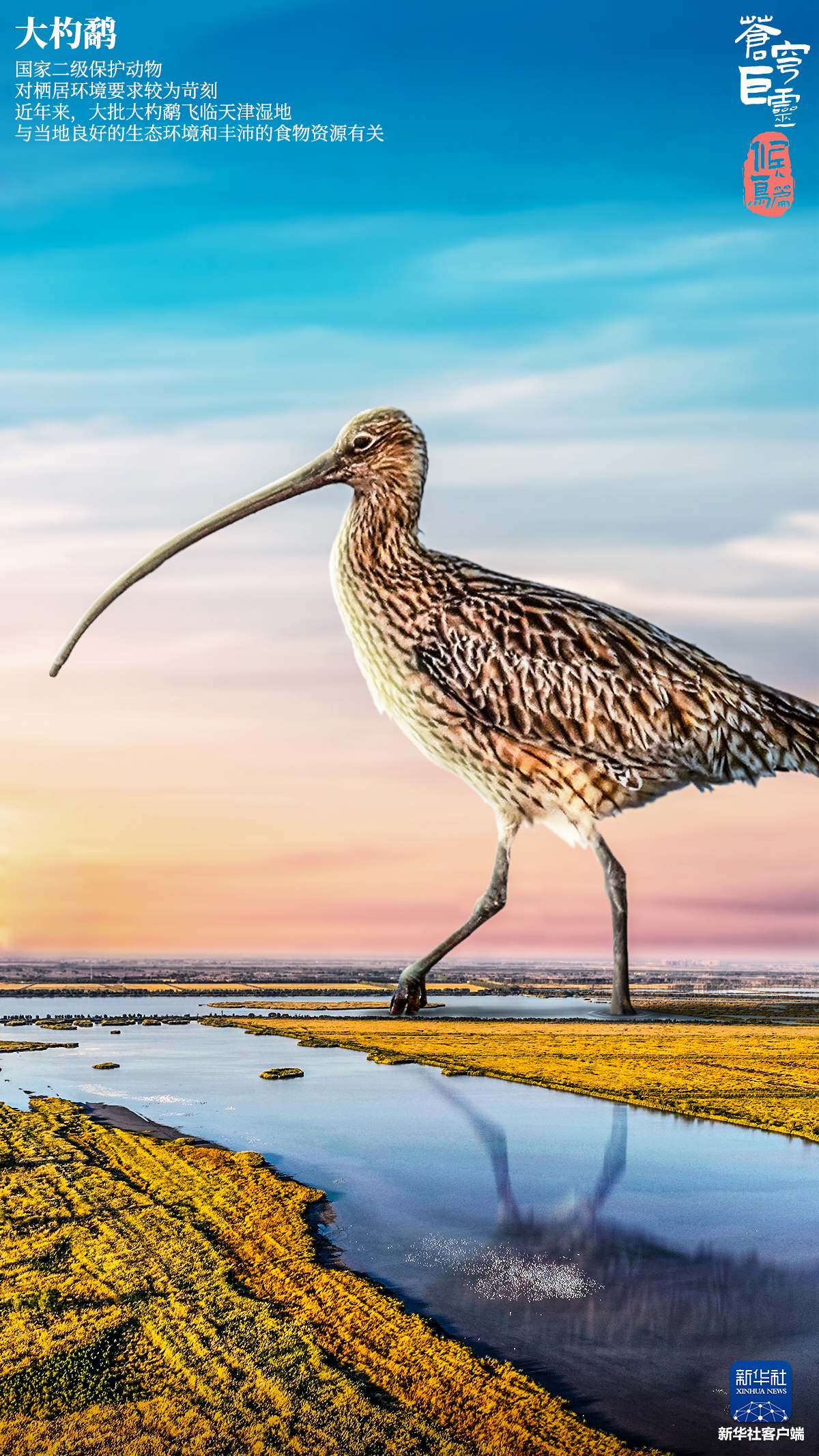 自然｜鸟类｜野生动物