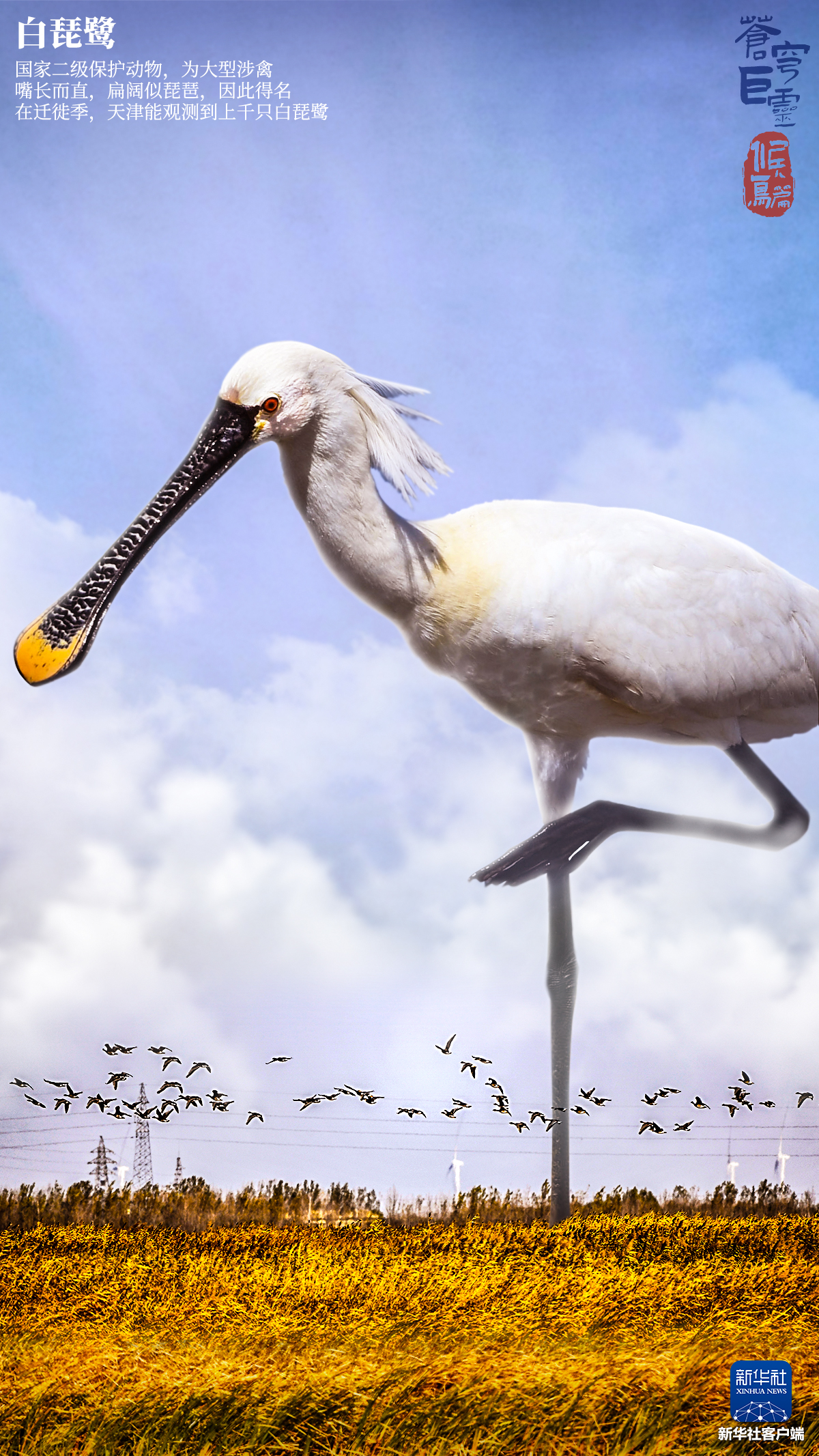 鸟类｜自然｜野生动物