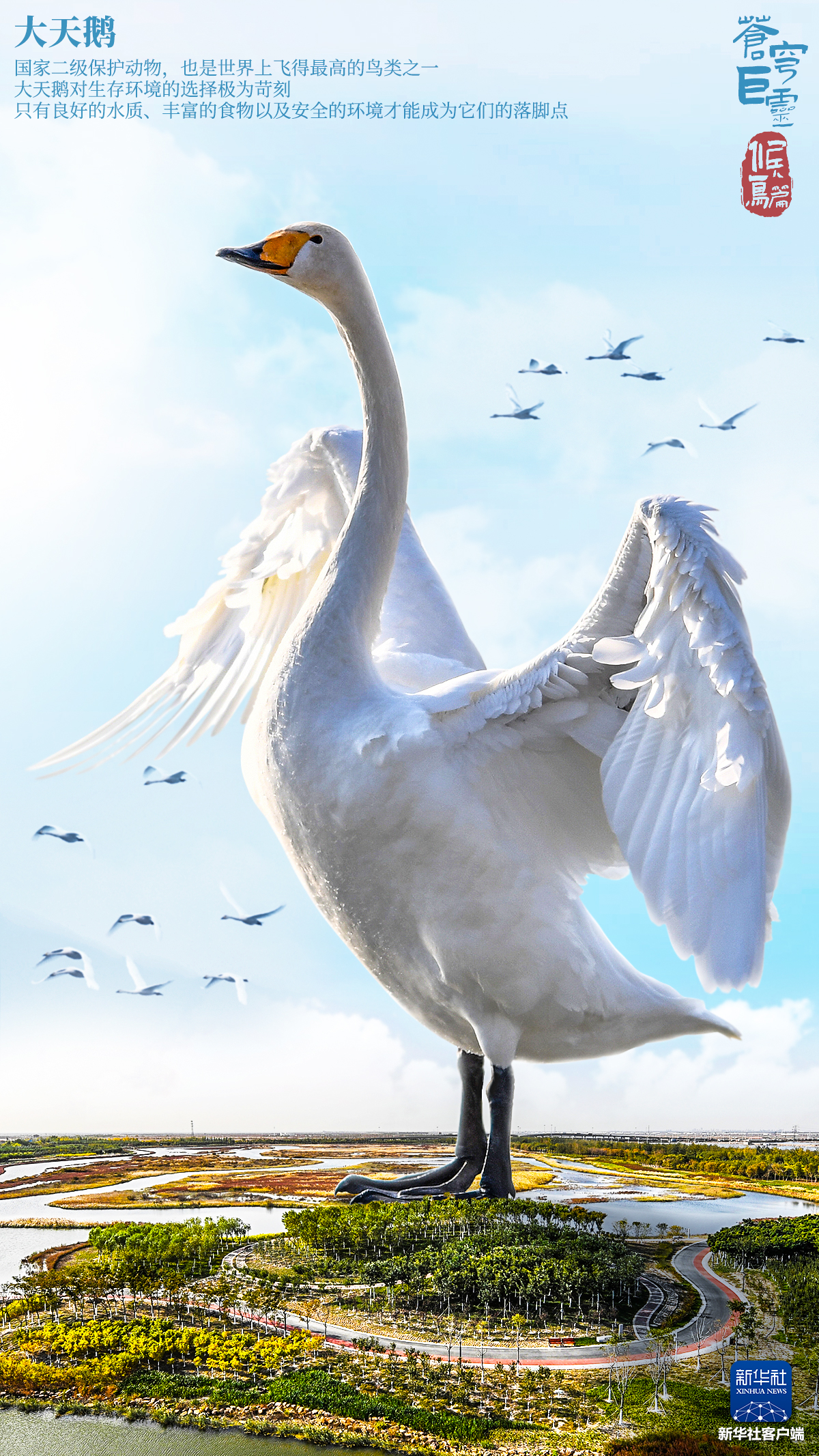 鸟类｜动物｜野生动物