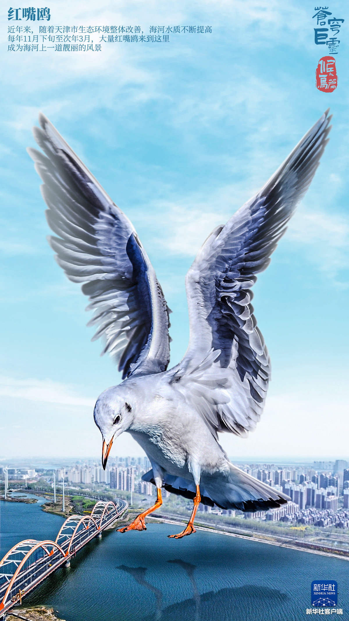 动物｜鸟类｜野生动物