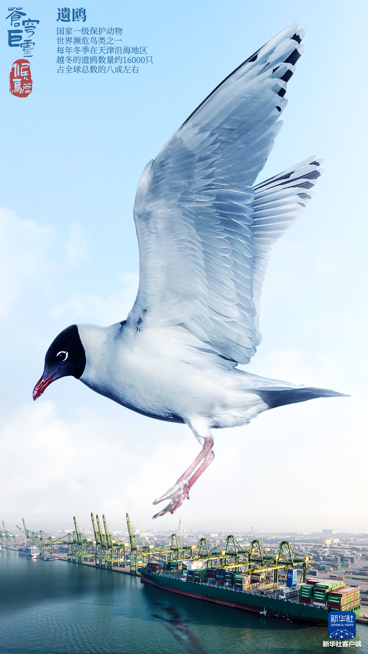 自然｜动物｜鸟类