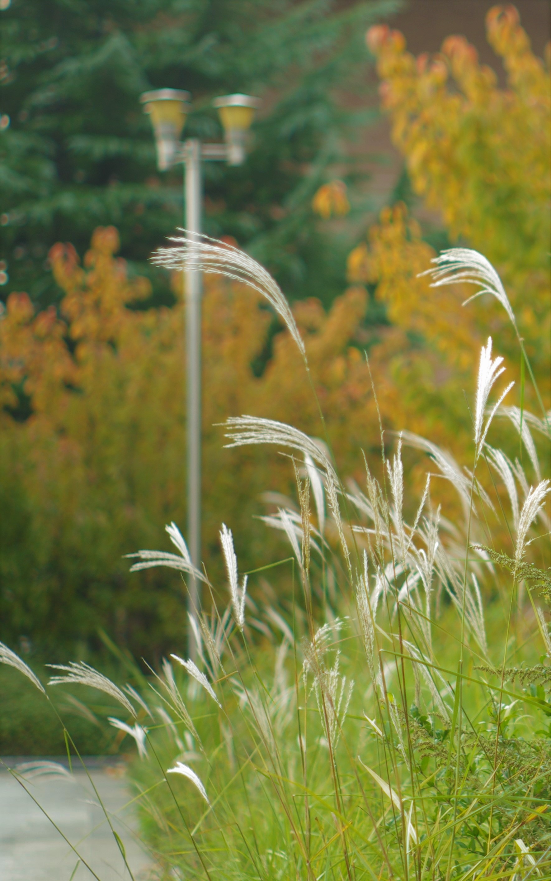 一般的｜树叶｜自然