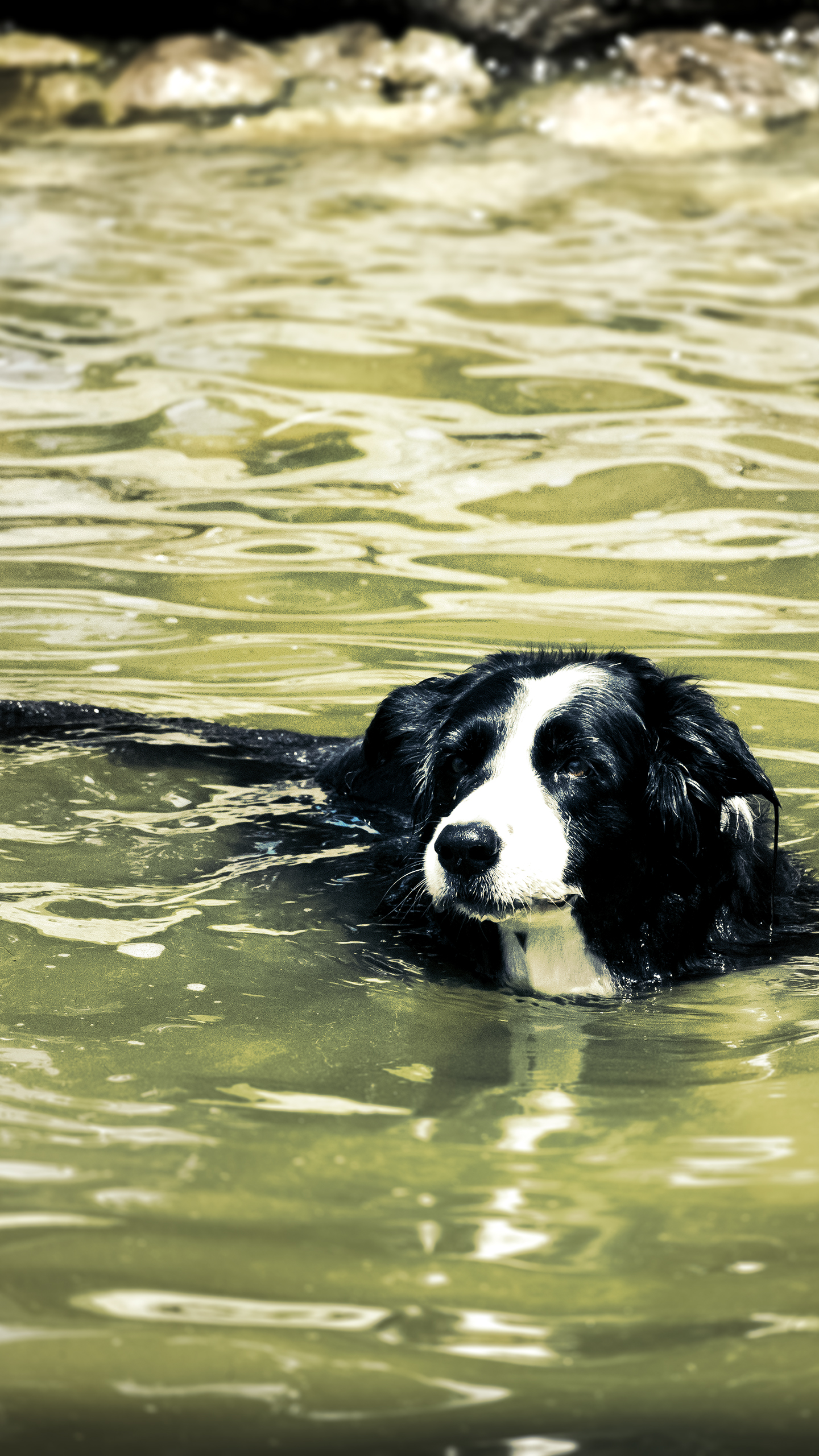 宠物｜狗｜游泳狗