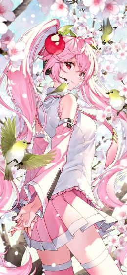 樱花未来｜初音未来｜动漫女孩