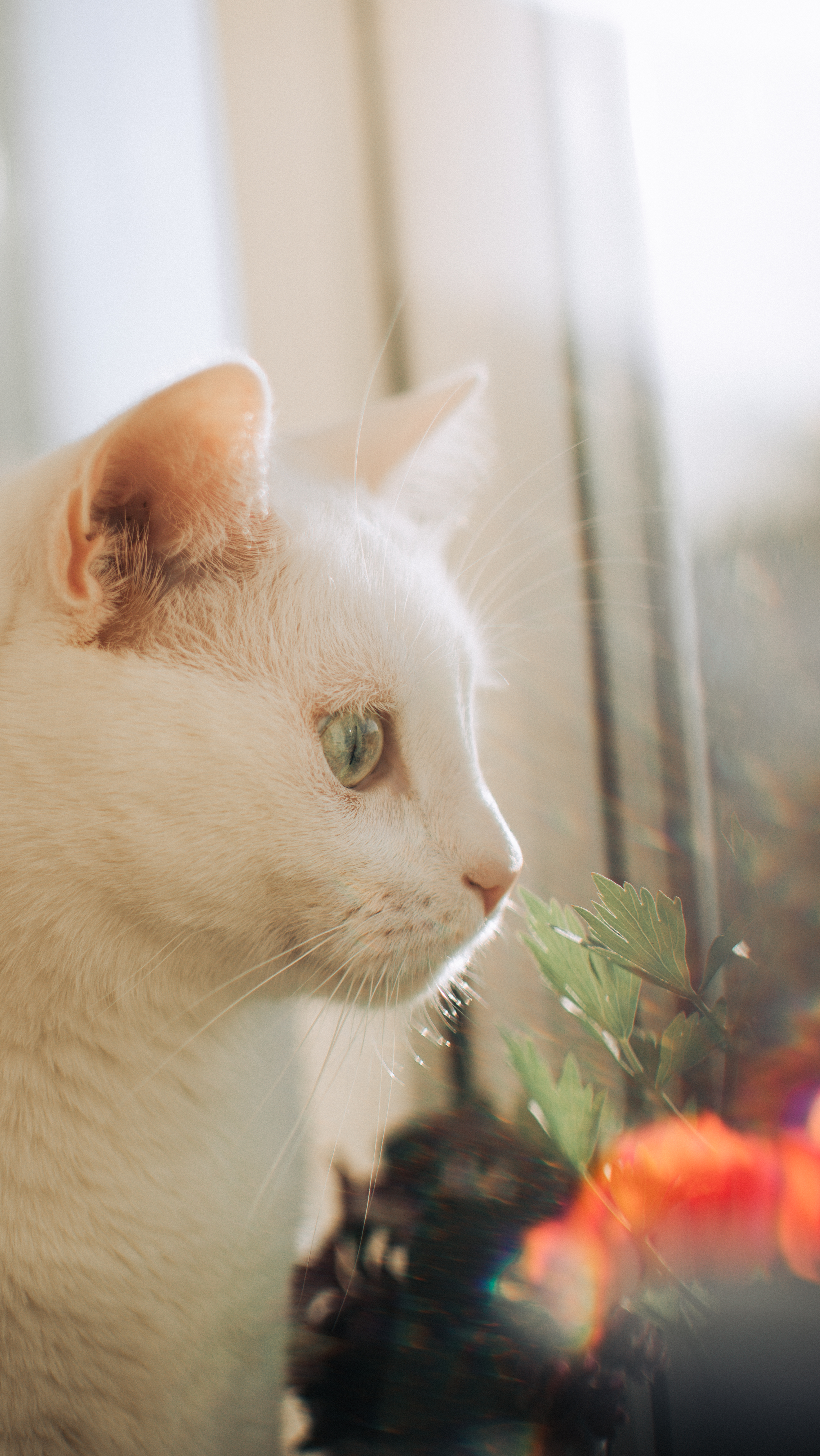 哺乳动物｜动物｜猫