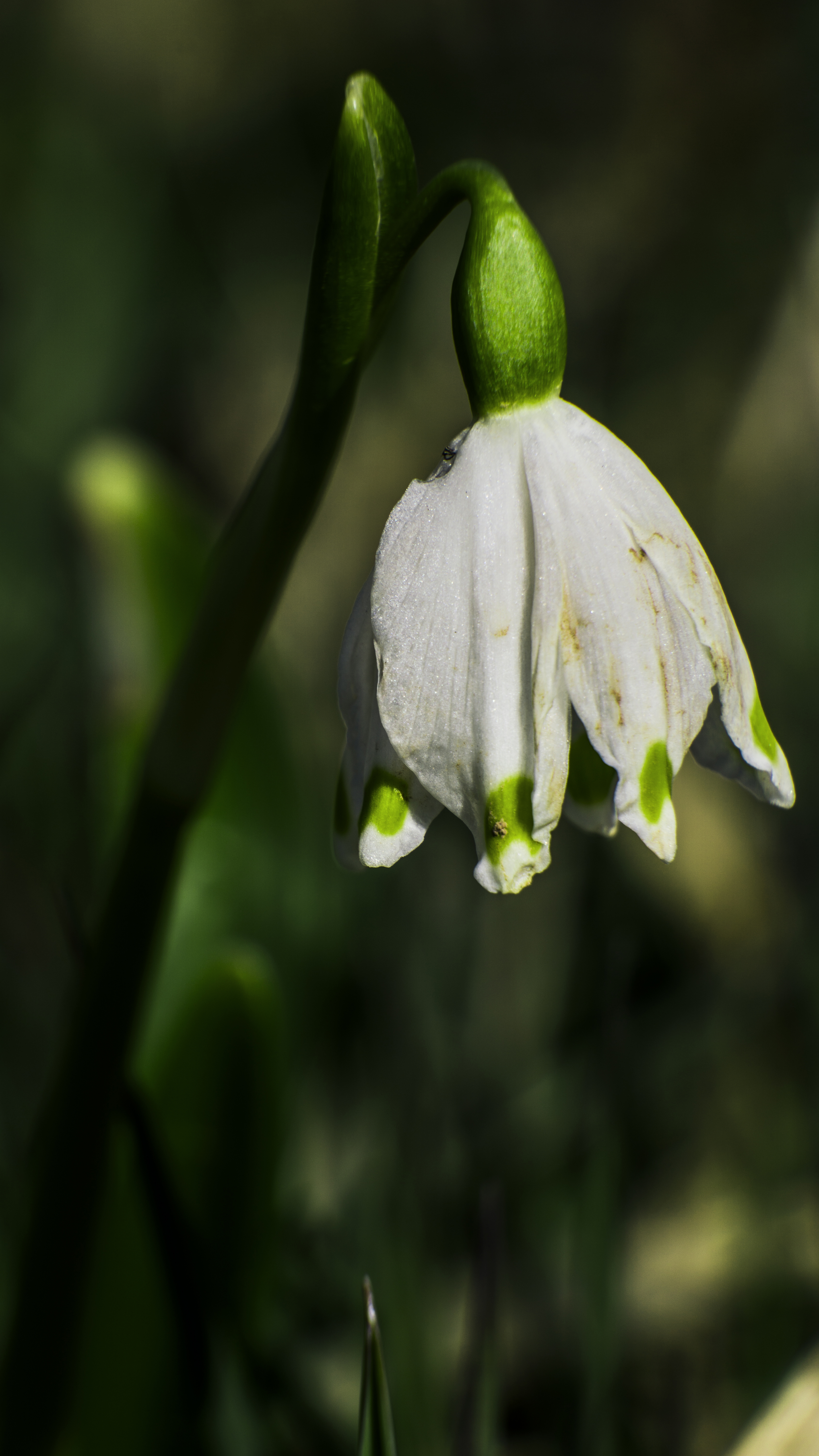 自然｜雪花莲｜植物