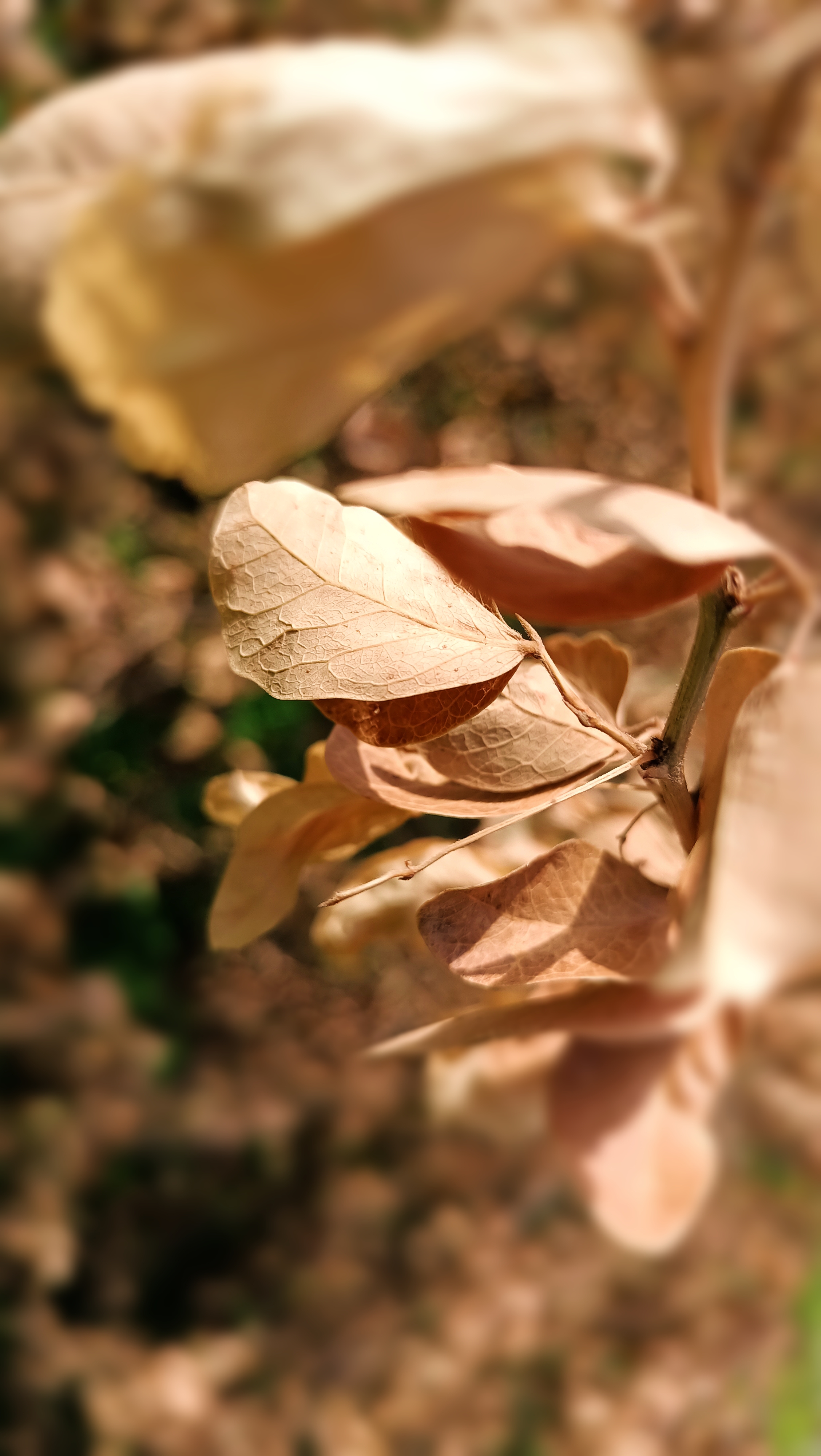 优质的｜樱花｜摄影