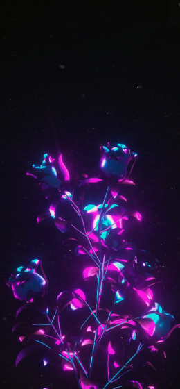 3d摘要｜玫瑰｜电影院4d