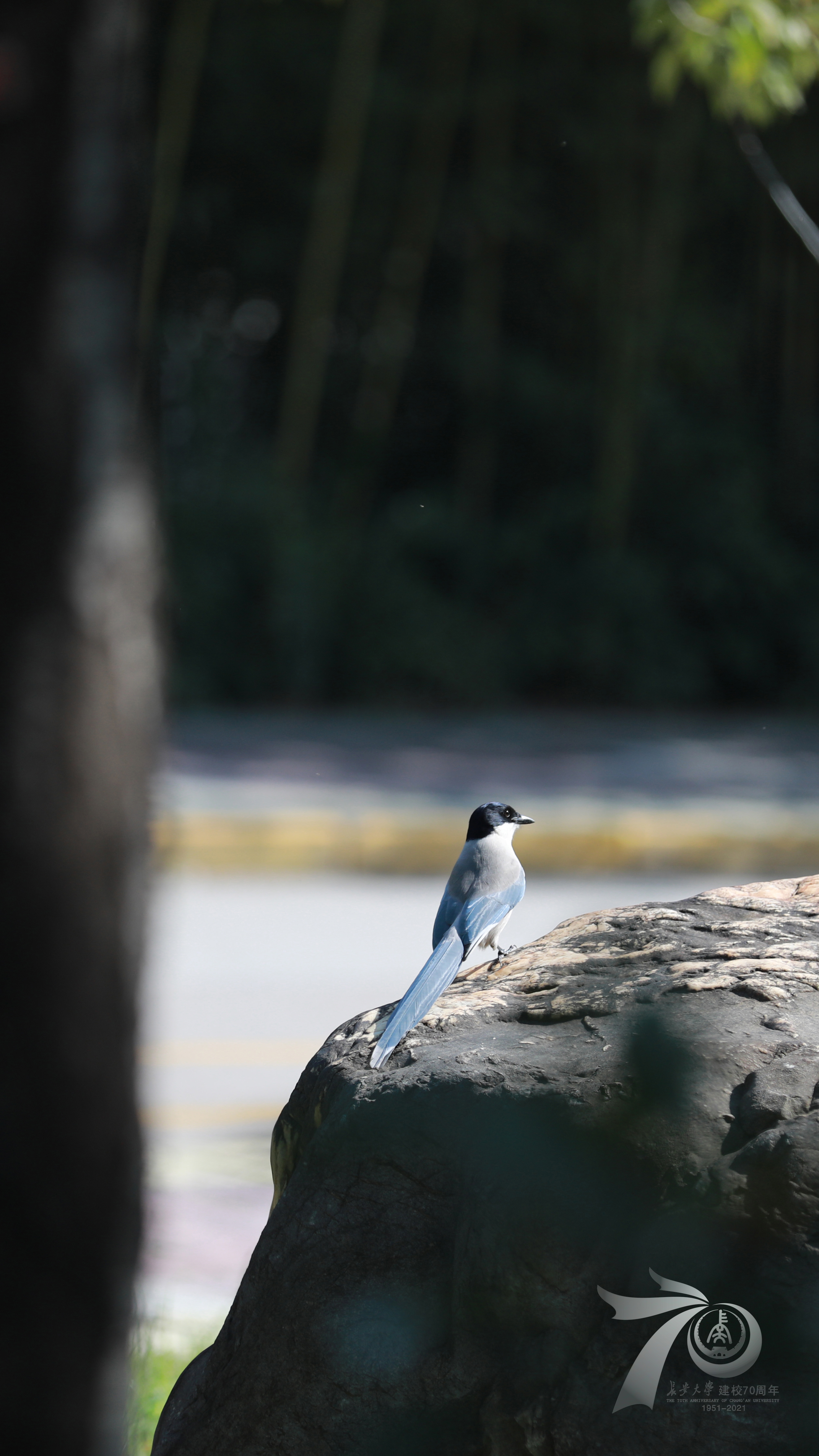 动物｜自然｜鸟类