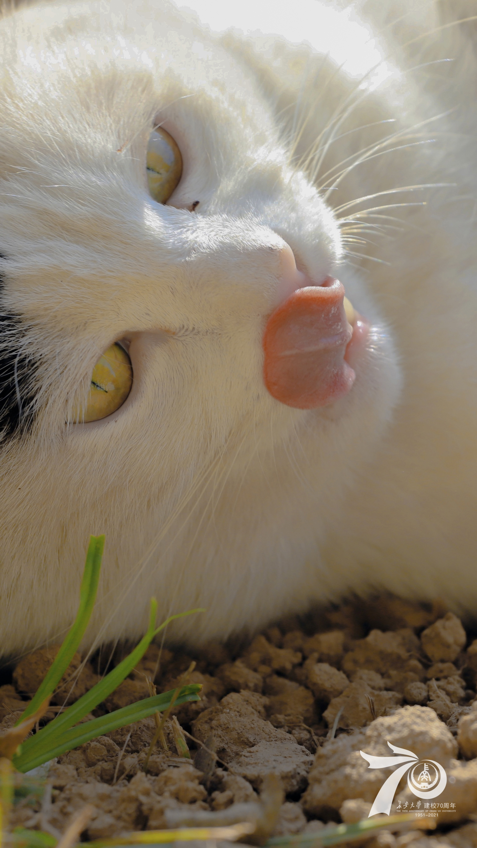 猫｜动物｜一般的