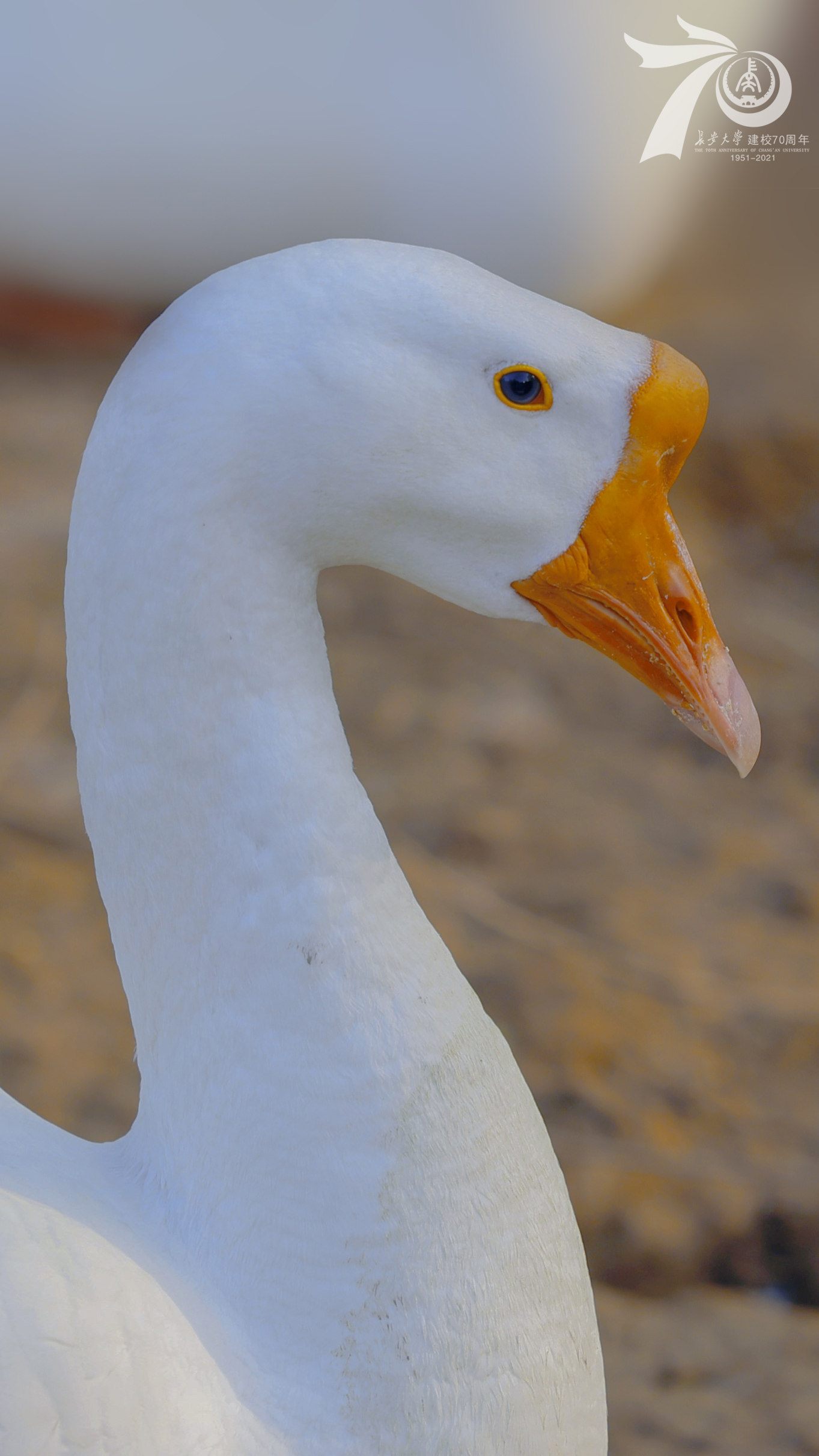 动物｜自然｜鹅