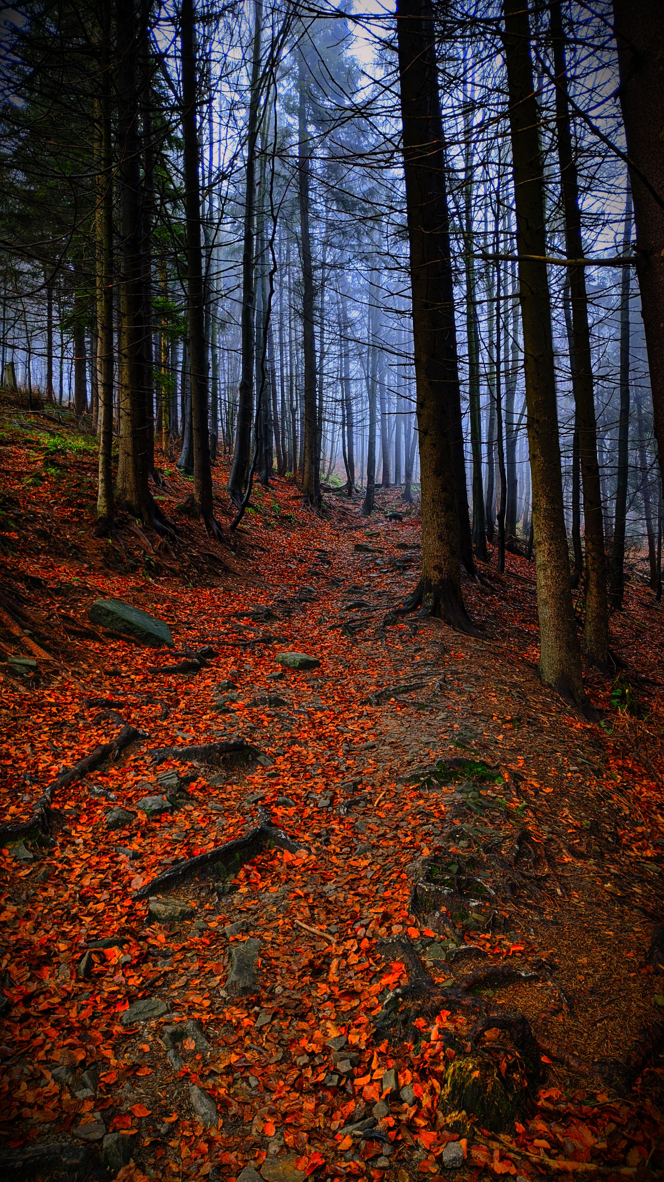 落下｜树｜自然