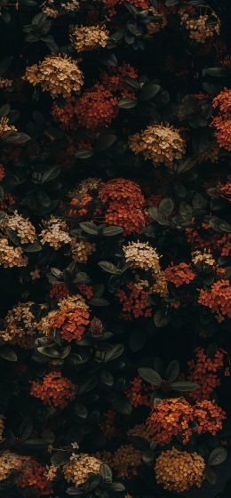 leaves｜自然｜floral