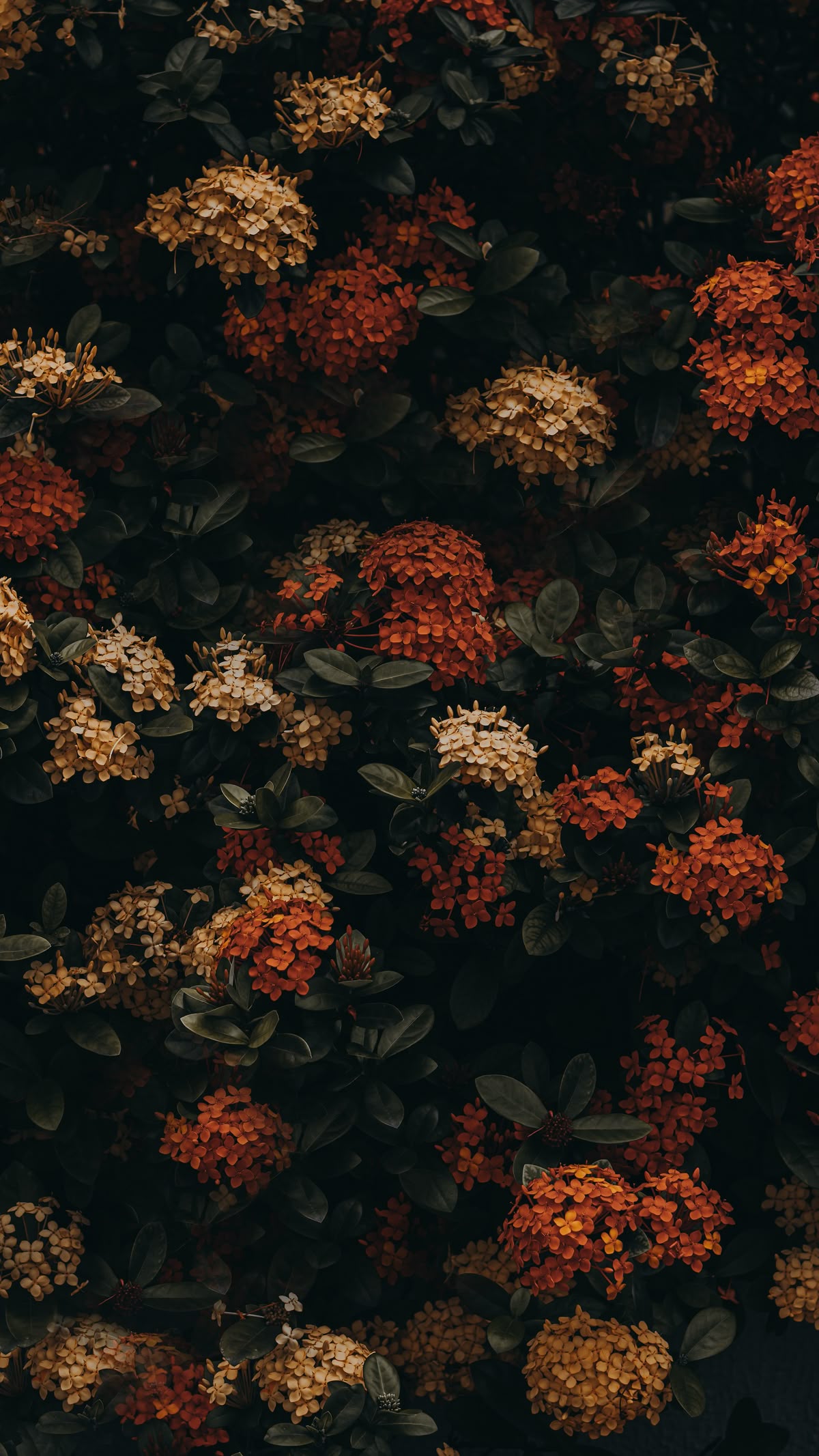 leaves｜自然｜floral