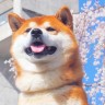 皓皓