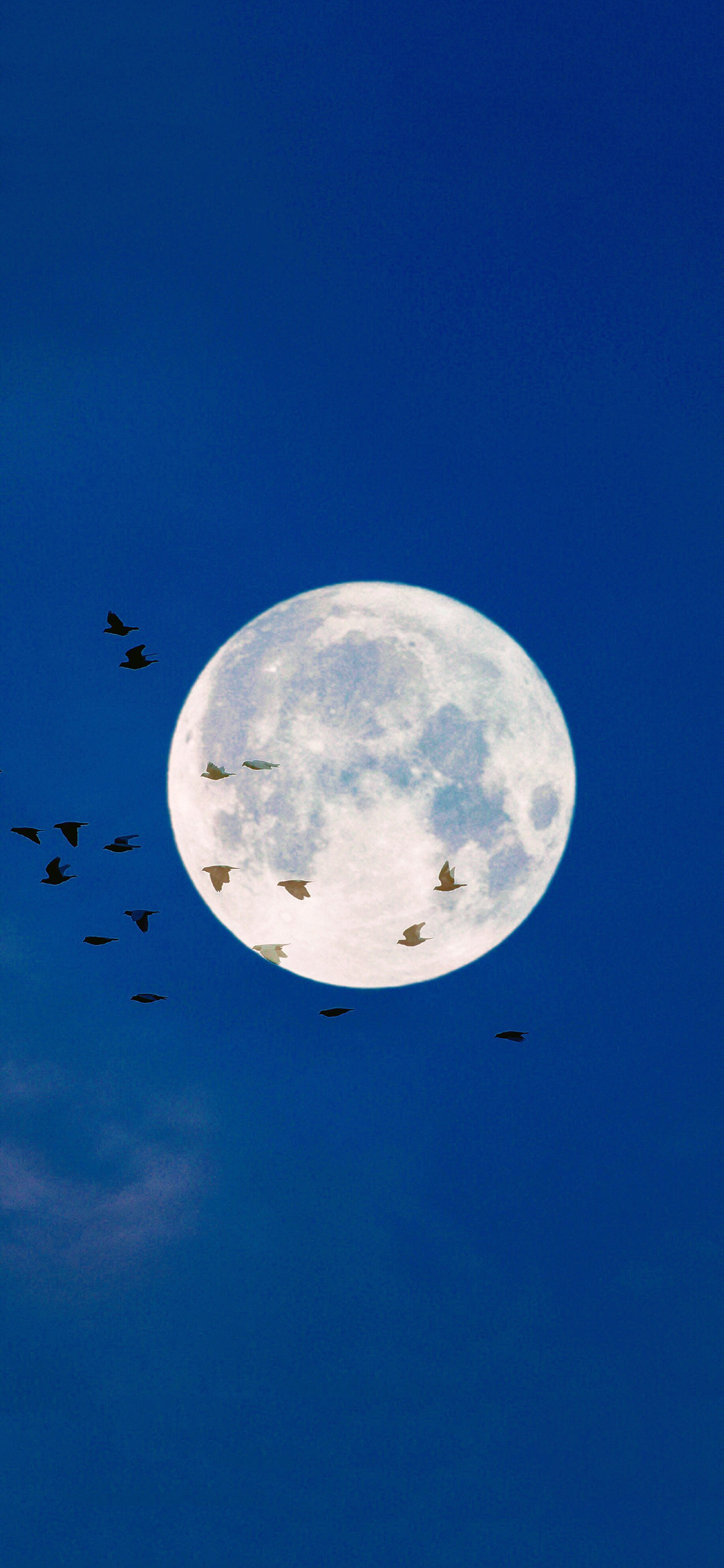 [2436×1125]夜景 插图 月亮 飞鸟 苹果手机动漫壁纸图片