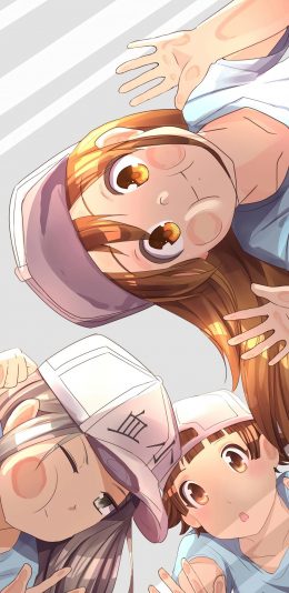 [2436x1125]工作细胞 漫画 血小板 玻璃 苹果手机动漫壁纸图片
