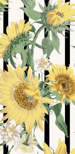 [2436x1125]插图 向日葵 白色鲜花 苹果手机动漫壁纸图片