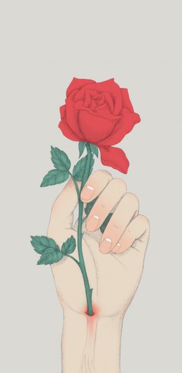 [2436x1125]插图 玫瑰 手 动脉 苹果手机动漫壁纸图片