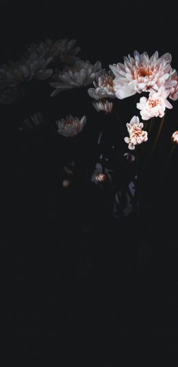 [2436x1125]插图 菊花 粉色 元素 苹果手机动漫壁纸图片