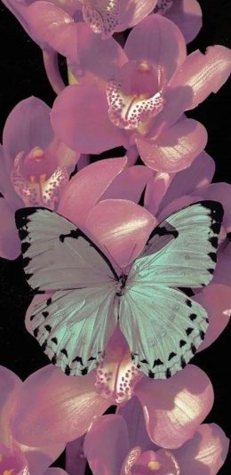 [2436x1125]插图 蝴蝶 花 元素 苹果手机动漫壁纸图片