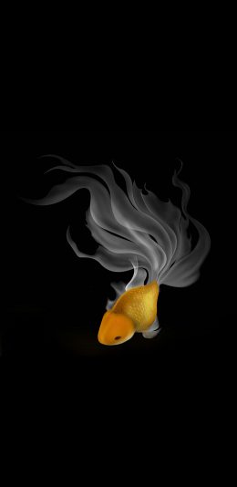 [2436x1125]插图 金鱼 尾巴 白色 苹果手机动漫壁纸图片