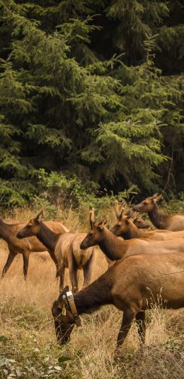 [2436x1125]放牧 鹿群 饲养 野外 苹果手机动漫壁纸图片