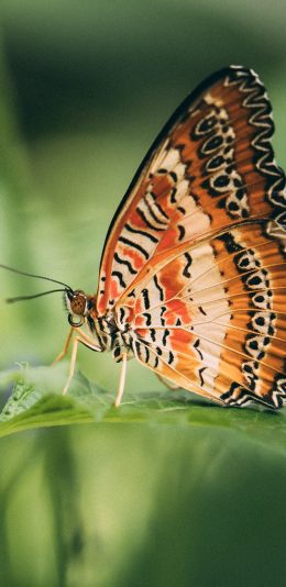 [2436x1125]昆虫 飞蛾 蝴蝶 枝叶 苹果手机动漫壁纸图片