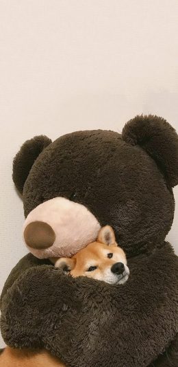[2436x1125]柴犬 大熊 公仔 宠物 苹果手机动漫壁纸图片