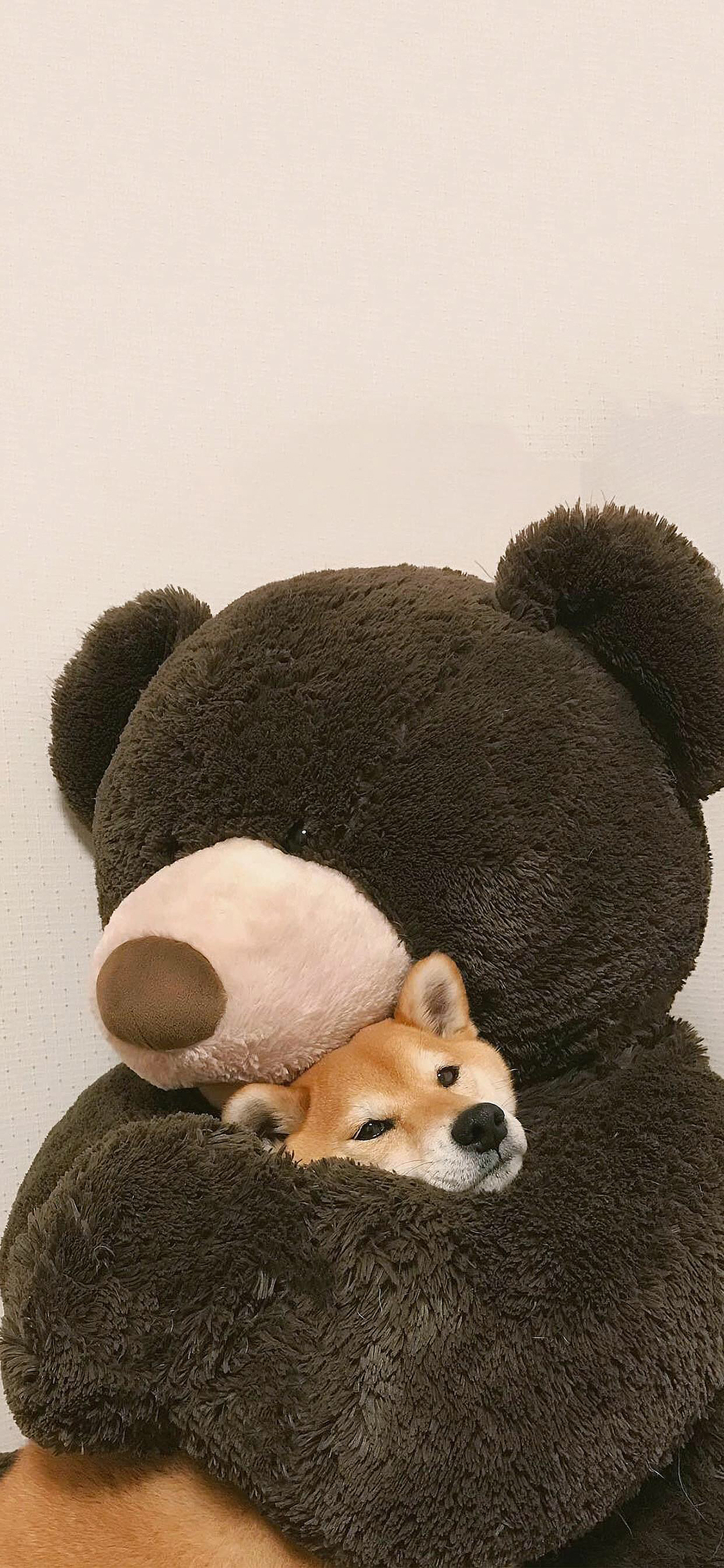 [2436×1125]柴犬 大熊 公仔 宠物 苹果手机动漫壁纸图片