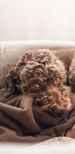 [2436x1125]泰迪 宠物 卷毛 毛毯 苹果手机动漫壁纸图片