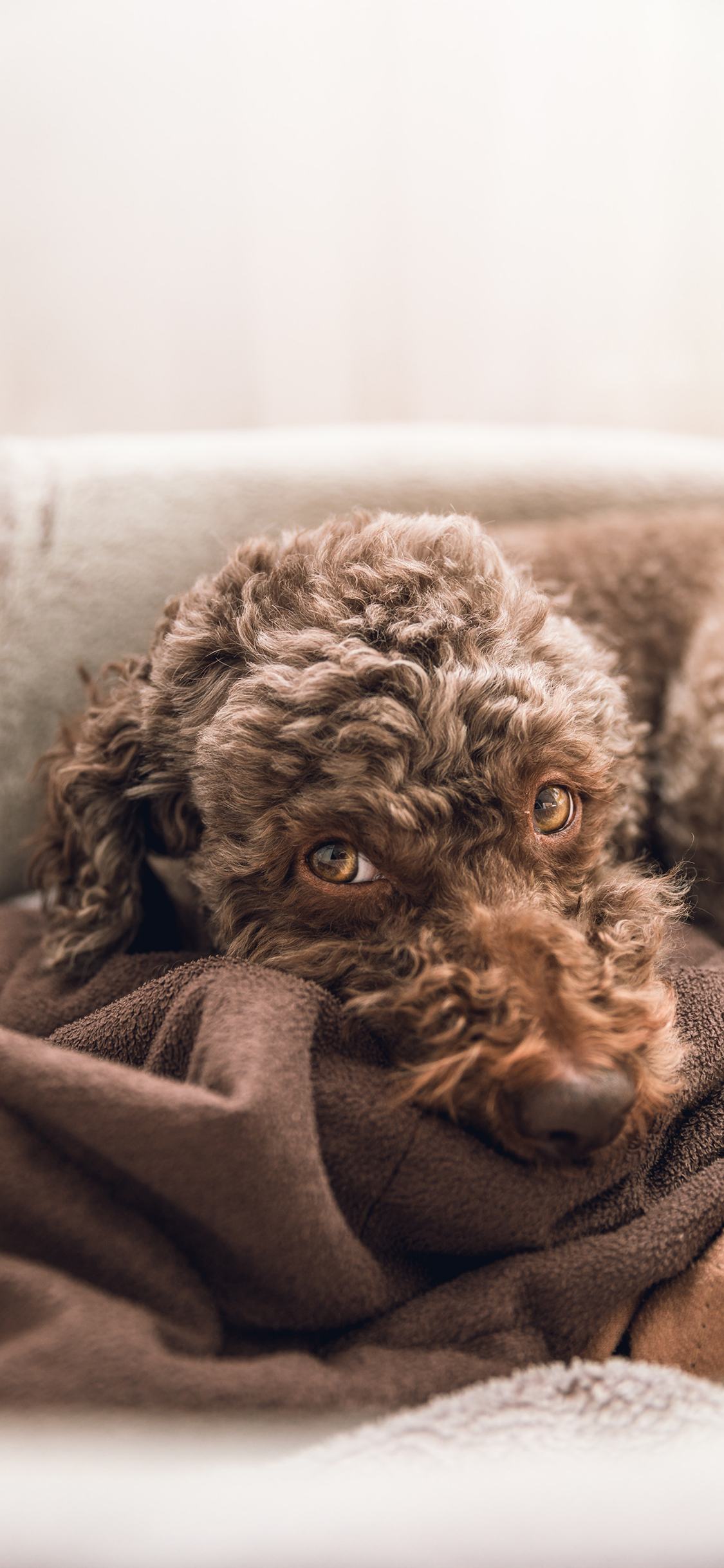 [2436×1125]泰迪 宠物 卷毛 毛毯 苹果手机动漫壁纸图片