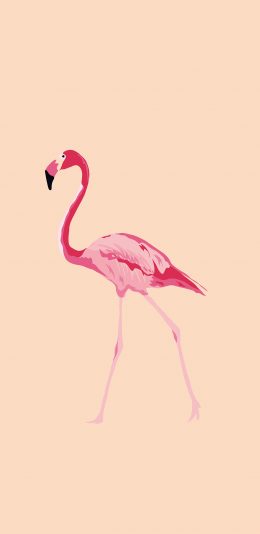 [2436x1125]火烈鸟 翅膀 羽毛 行走 苹果手机动漫壁纸图片