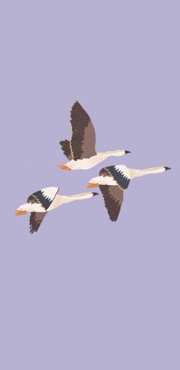 [2436x1125]紫色背景 飞鹅 三只 苹果手机动漫壁纸图片