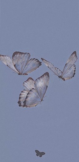 [2436x1125]蓝色背景 插图 蝴蝶 梦幻 苹果手机动漫壁纸图片