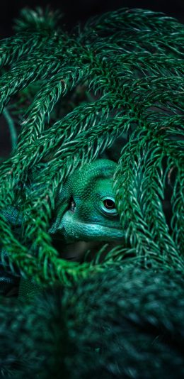 [2436x1125]蜥蜴 枝叶 躲藏 变色龙 苹果手机动漫壁纸图片