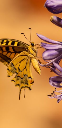[2436x1125]蝴蝶 花朵 采蜜 飞蛾 苹果手机动漫壁纸图片