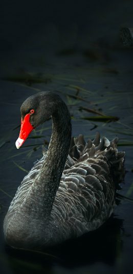 [2436x1125]Atratus 澳大利亚黑天鹅 湖 游泳 水 鸟 苹果手机壁纸图片
