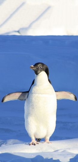 [2436x1125]一只萌萌的小企鹅 苹果手机壁纸图片