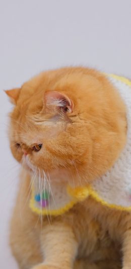 [2436x1125]三宝猪猪 猫咪 喵星人 宠物 萌 可爱 苹果手机壁纸图片