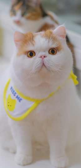 [2436x1125]三宝猪猪 猫咪 宠物 网红猫 苹果手机壁纸图片