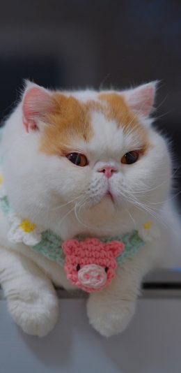 [2436x1125]三宝猪猪 猫咪 宠物 网红猫 可爱 苹果手机壁纸图片