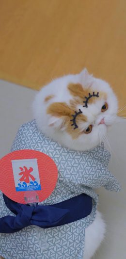 [2436x1125]三宝猪猪 猫咪 宠物 网红猫 扇子 苹果手机壁纸图片